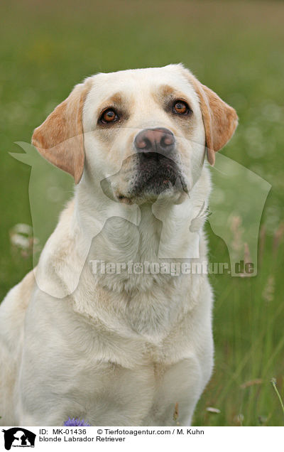 blonder Labrador Retriever / blonde Labrador Retriever / MK-01436