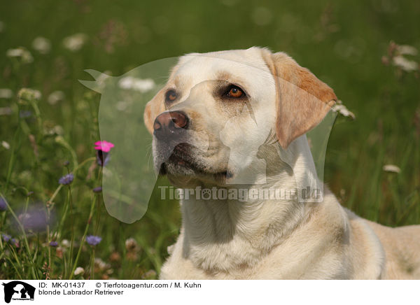 blonder Labrador Retriever / blonde Labrador Retriever / MK-01437