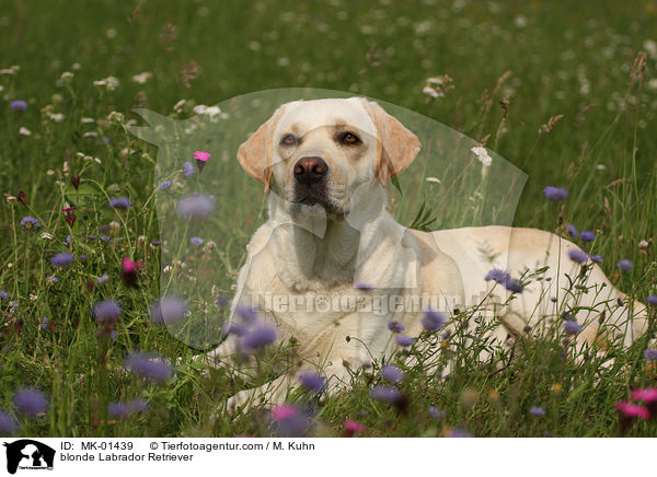 blonder Labrador Retriever / blonde Labrador Retriever / MK-01439