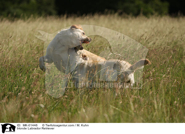 blonder Labrador Retriever / blonde Labrador Retriever / MK-01446