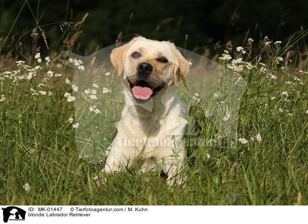 blonder Labrador Retriever / blonde Labrador Retriever / MK-01447