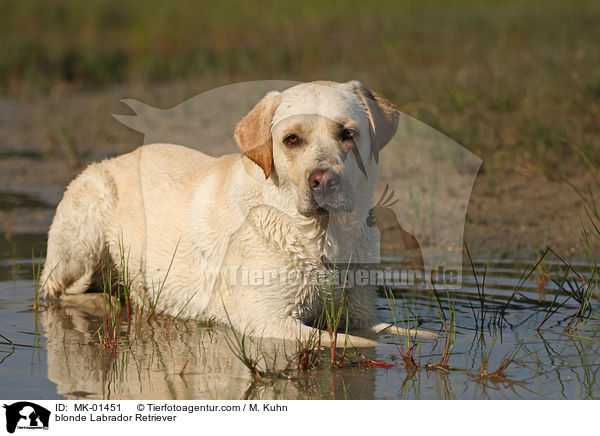 blonder Labrador Retriever / blonde Labrador Retriever / MK-01451