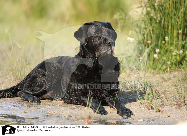liegender Labrador Retriever / lying Labrador Retriever / MK-01453