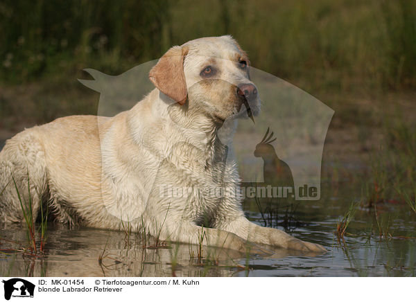 blonder Labrador Retriever / blonde Labrador Retriever / MK-01454