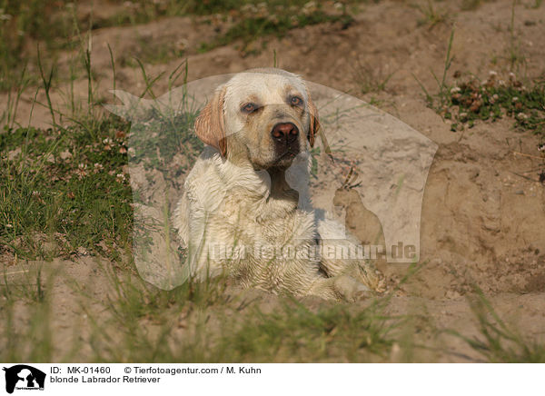 blonder Labrador Retriever / blonde Labrador Retriever / MK-01460