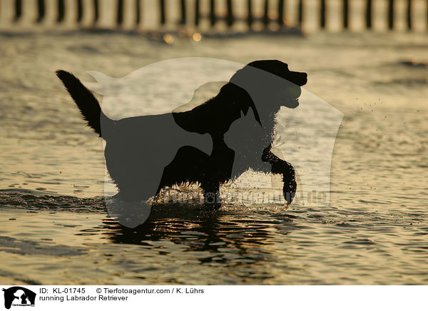 rennender Labrador Retriever / running Labrador Retriever / KL-01745