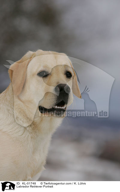 Labrador Retriever Portrait / Labrador Retriever Portrait / KL-01748