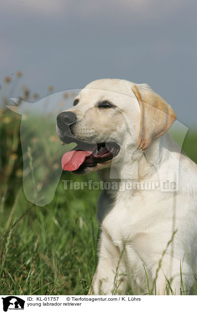 Labrador Retriever Junghund / young labrador retriever / KL-01757
