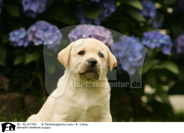 Labrador Retriever Welpe / labrador retriever puppy / KL-01763