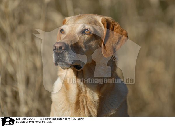 Labrador Retriever Portrait / Labrador Retriever Portrait / MR-02917