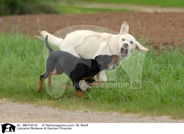 Labrador Retriever & German Pinscher / Labrador Retriever & German Pinscher / MR-03016
