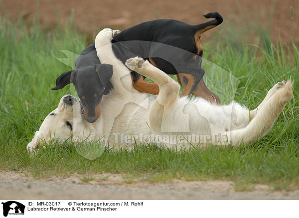Labrador Retriever & German Pinscher / Labrador Retriever & German Pinscher / MR-03017