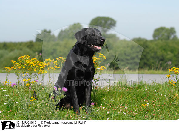 schwarzer Labrador Retriever / black Labrador Retriever / MR-03019