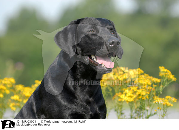 schwarzer Labrador Retriever / black Labrador Retriever / MR-03021