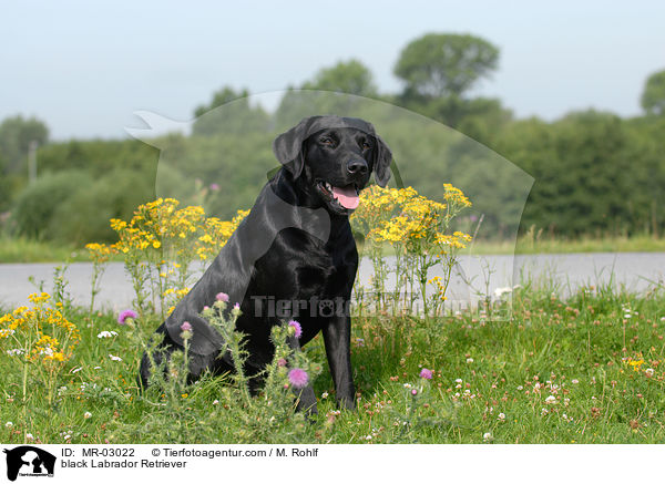 schwarzer Labrador Retriever / black Labrador Retriever / MR-03022