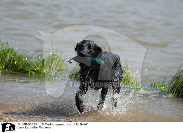 schwarzer Labrador Retriever / black Labrador Retriever / MR-03039