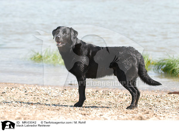 schwarzer Labrador Retriever / black Labrador Retriever / MR-03042