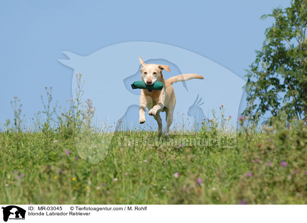 blonder Labrador Retriever / blonde Labrador Retriever / MR-03045