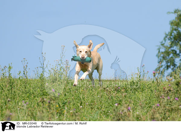 blonder Labrador Retriever / blonde Labrador Retriever / MR-03046