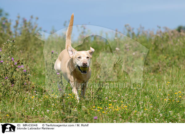 blonder Labrador Retriever / blonde Labrador Retriever / MR-03048