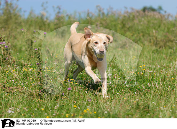 blonder Labrador Retriever / blonde Labrador Retriever / MR-03049
