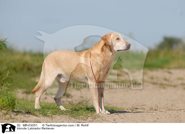 blonder Labrador Retriever / blonde Labrador Retriever / MR-03051