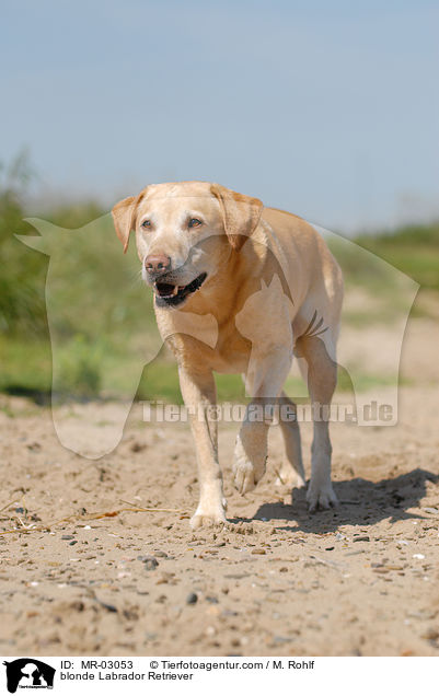 blonder Labrador Retriever / blonde Labrador Retriever / MR-03053