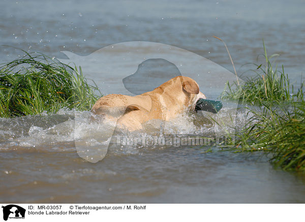 blonder Labrador Retriever / blonde Labrador Retriever / MR-03057