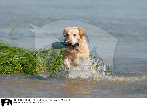 blonder Labrador Retriever / blonde Labrador Retriever / MR-03058