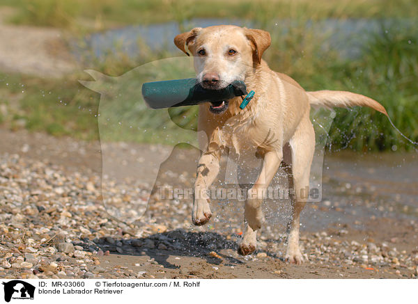 blonde Labrador Retriever / MR-03060