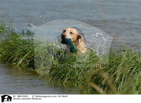 blonder Labrador Retriever / blonde Labrador Retriever / MR-03061