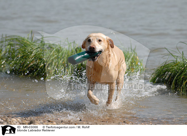 blonder Labrador Retriever / blonde Labrador Retriever / MR-03066