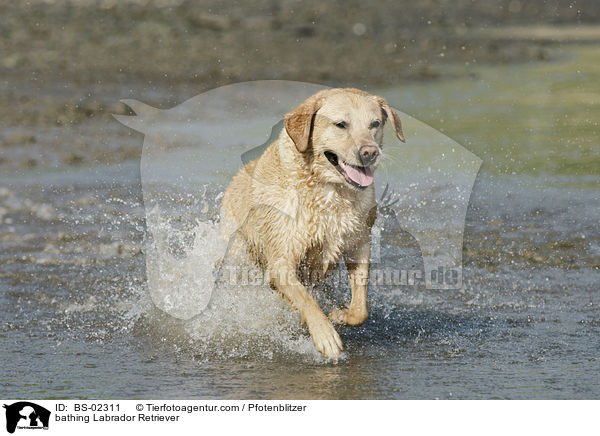 badender Labrador Retriever / bathing Labrador Retriever / BS-02311