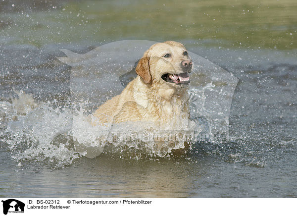 Labrador Retriever / Labrador Retriever / BS-02312