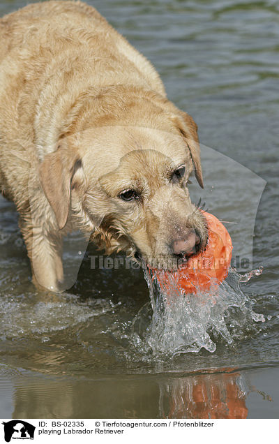 spielender Labrador Retriever / playing Labrador Retriever / BS-02335