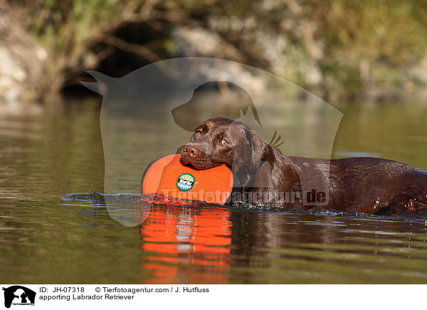 apportierender Labrador Retriever / apporting Labrador Retriever / JH-07318