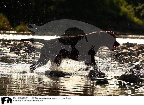rennender Labrador Retriever / running Labrador Retriever / JH-07321