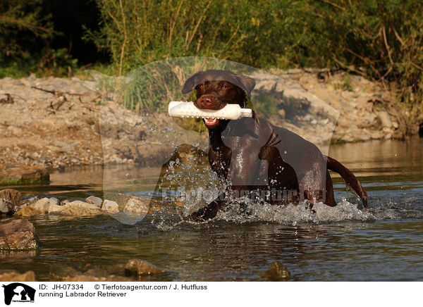 rennender Labrador Retriever / running Labrador Retriever / JH-07334