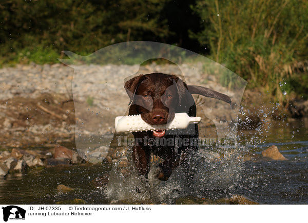 rennender Labrador Retriever / running Labrador Retriever / JH-07335