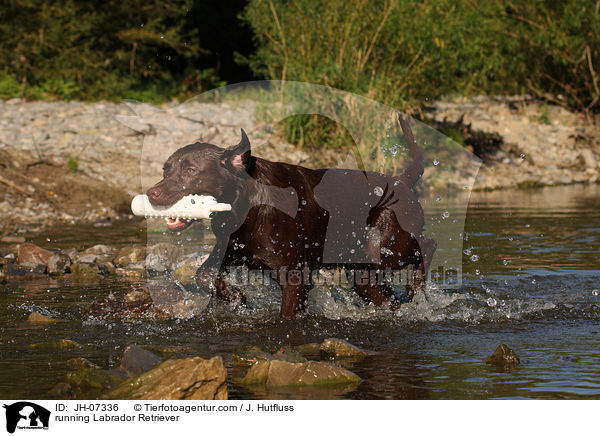 rennender Labrador Retriever / running Labrador Retriever / JH-07336
