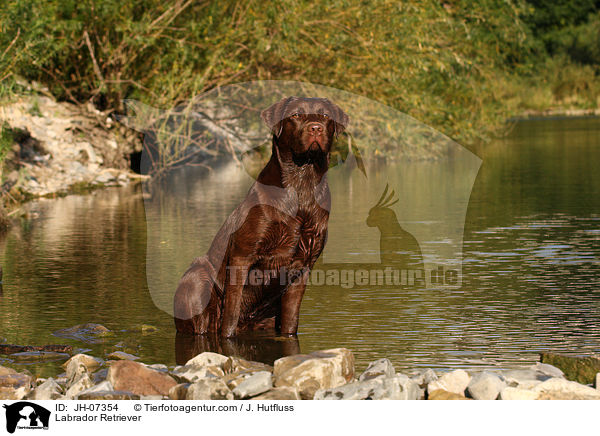 Labrador Retriever / Labrador Retriever / JH-07354