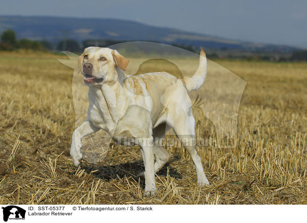 Labrador Retriever / Labrador Retriever / SST-05377