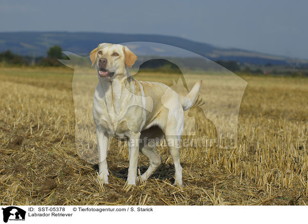 Labrador Retriever / Labrador Retriever / SST-05378
