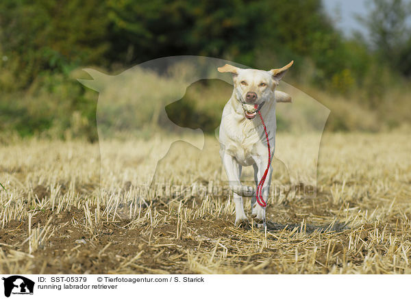 rennender Labrador Retriever / running labrador retriever / SST-05379