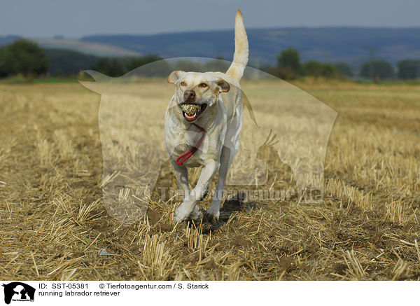 rennender Labrador Retriever / running labrador retriever / SST-05381