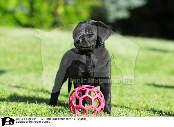 Labrador Retriever Welpe / Labrador Retriever puppy / SST-05384