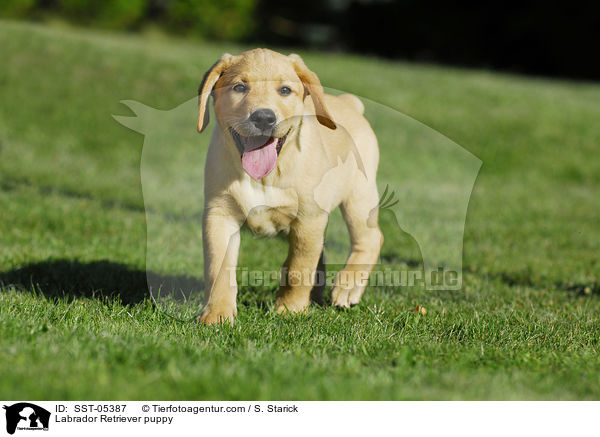 Labrador Retriever Welpe / Labrador Retriever puppy / SST-05387