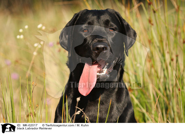 schwarzer Labrador Retriever / black Labrador Retriever / MK-02017