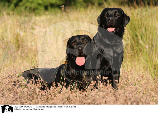 schwarze Labrador Retriever / black Labrador Retriever / MK-02020
