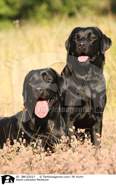 schwarze Labrador Retriever / black Labrador Retriever / MK-02021